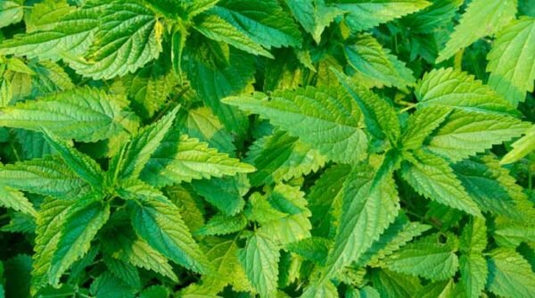 nettle-iss-700w