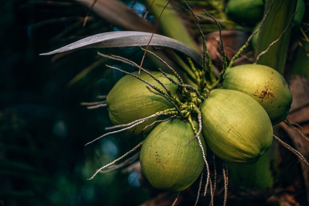 Fresh green coconuts used as coconut oil raw material