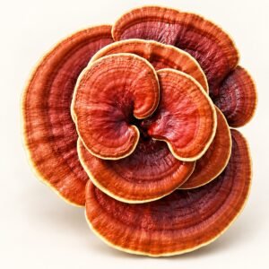 Ganoderma mushroom product image