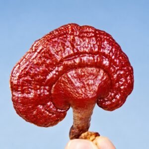 रातो च्याउ - Rato chyau – authentic studio product photograph